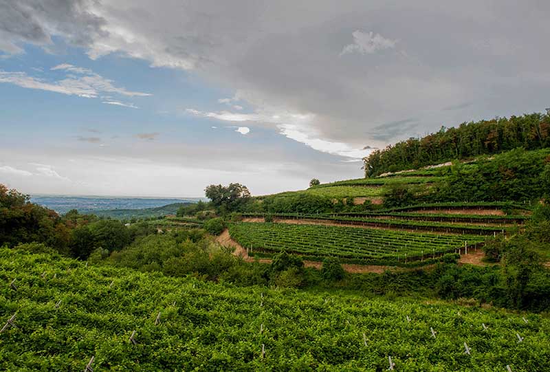 ALESSANDRO DI CAMPOREALE