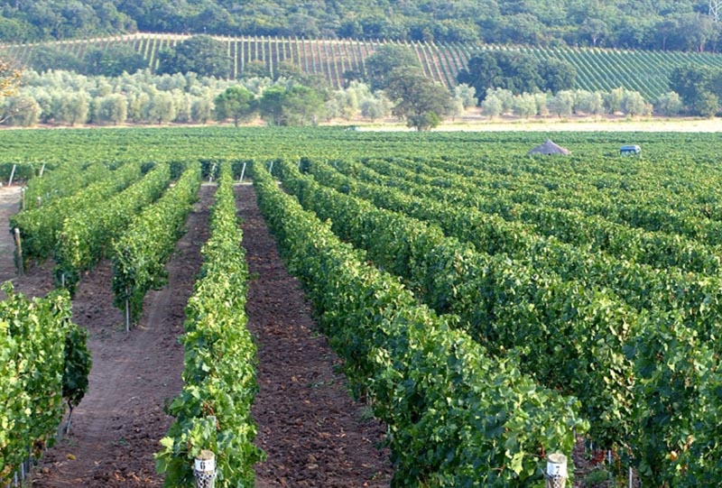 TENUTA CASADEI